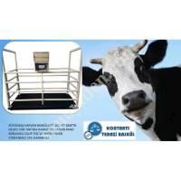 CATTLE ANIMAL SCALE,